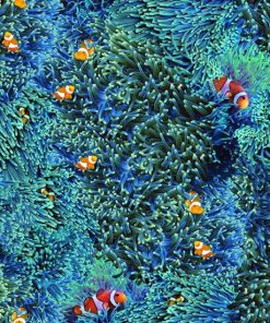 R4664 Clownfish  - Hoffman katoen